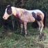 Horses Shot in Chickasaw County, MS